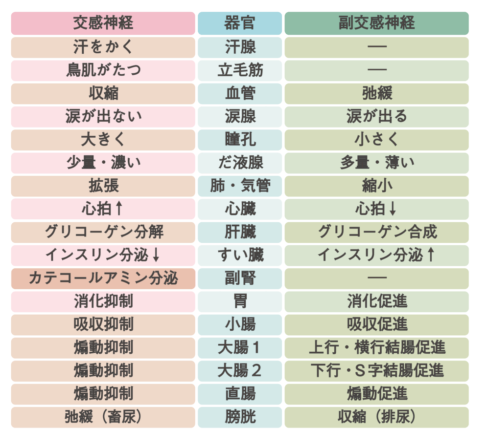 交感神経と副交感神経の主な働きと器官の関係 