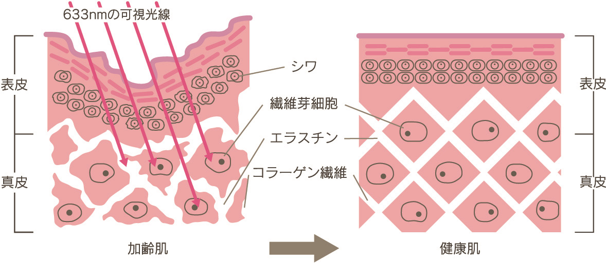 コラーゲンマシン　肌組織 